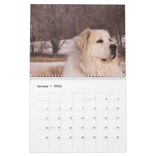 Great Pyrenees Calendar Kalender (Jan 2026)