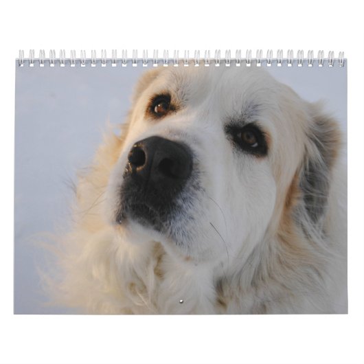 Great Pyrenees Calendar Kalender (Hoes)