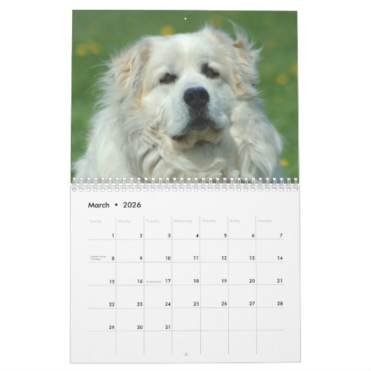 Great Pyrenees Calendar Kalender (Mar 2026)