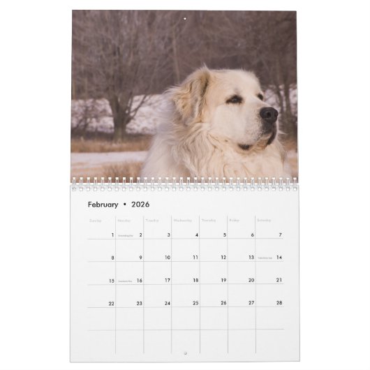 Great Pyrenees Calendar Kalender (Feb 2026)