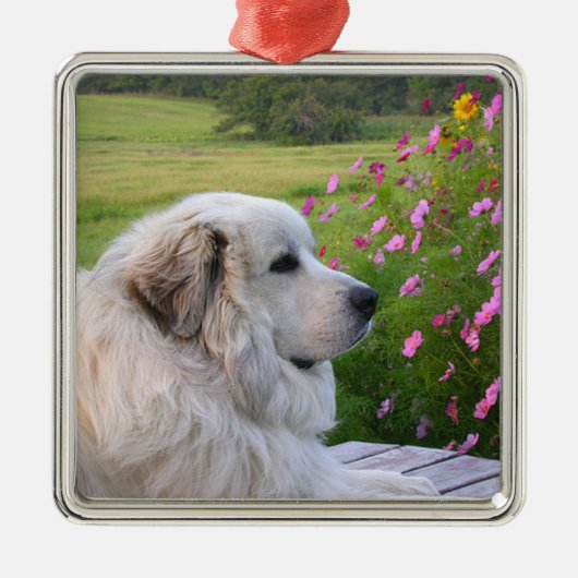 Great Pyrenees Ornament (Voorkant)