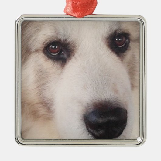 Great Pyrenees Ornament (Voorkant)