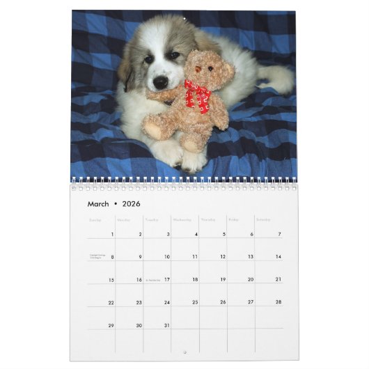 Great Pyrenees Puppy Calendar Kalender (Mar 2026)
