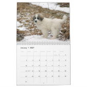 Great Pyrenees Puppy Calendar Kalender (Jan 2027)