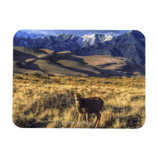 Great Sand Dunes National Park, Colorado Magneet (Horizontaal)