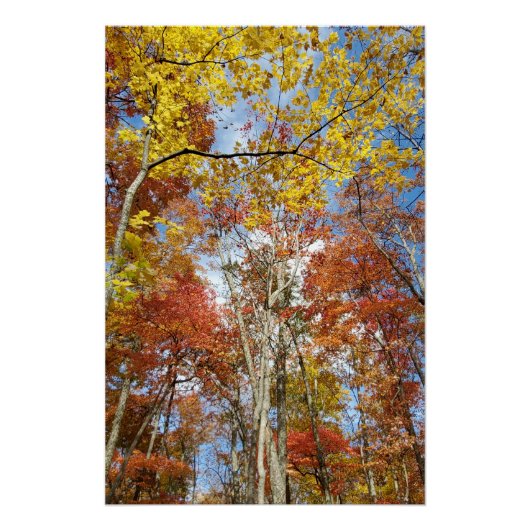Great Smoky Mountains National Park Herfstbladeren Perfect Poster (Voorkant)
