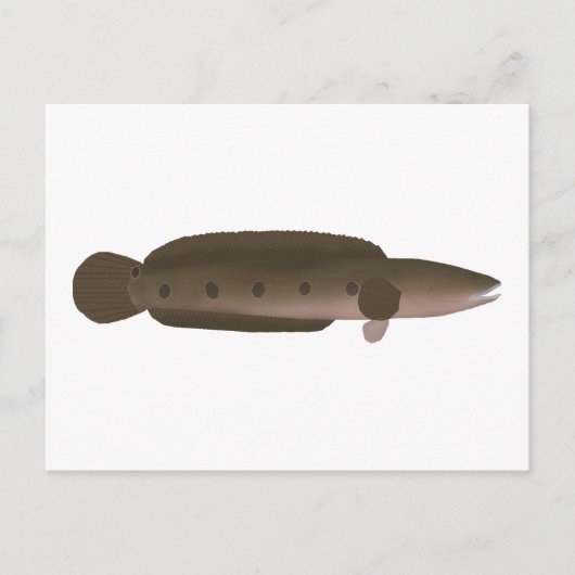 Great Snakehead Briefkaart (Voorkant)