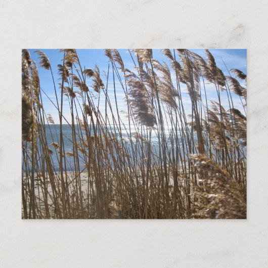 Great South Bay op Blue Point, NY Briefkaart (Voorkant)