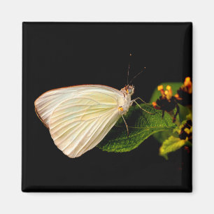 Great Southern White op groene bladeren Magneet