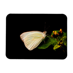Great Southern White op groene bladeren Magneet