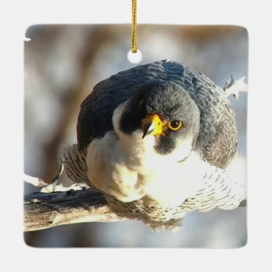 Great Spirit Bluff Falcons: Newman Keramisch Ornament (Achterkant)