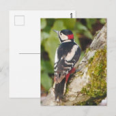 Great Spotted Woodpecker Briefkaart (Voorkant / Achterkant)