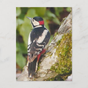 Great Spotted Woodpecker Briefkaart