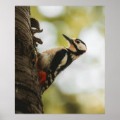 Great Spotted Woodpecker Fine Art Nature Poster (Voorkant)