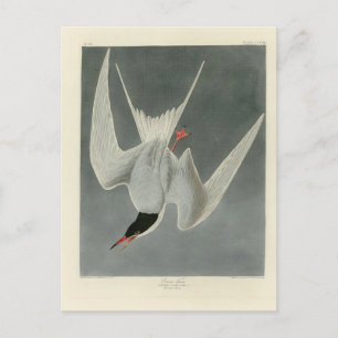 Great Tern, Common Tern - Audubon Birds of America Briefkaart