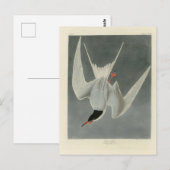 Great Tern, Common Tern - Audubon Birds of America Briefkaart (Voorkant / Achterkant)