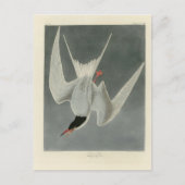 Great Tern, Common Tern - Audubon Birds of America Briefkaart (Voorkant)