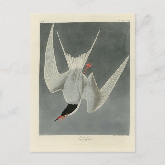 Great Tern, Common Tern - Audubon Birds of America Briefkaart (Voorkant)
