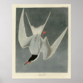 Great Tern, Common Tern - Audubon Birds of America Poster (Voorkant)