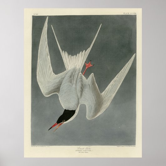 Great Tern, Common Tern - Audubon Birds of America Poster (Voorkant)