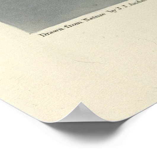 Great Tern, Common Tern - Audubon Birds of America Poster (Hoek)