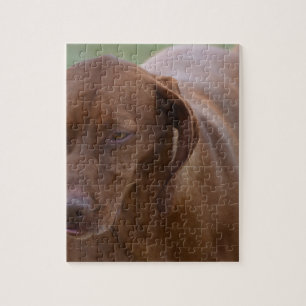 Great Vizsla Dog Legpuzzel