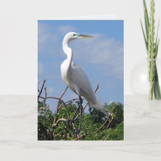 Great White Egret (0848) Kaart (Voorkant)