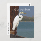 Great White Egret Briefkaart (Voorkant / Achterkant)