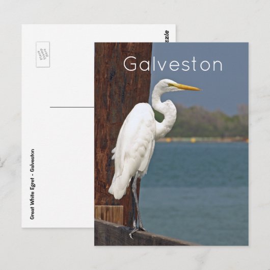Great White Egret Briefkaart (Voorkant / Achterkant)