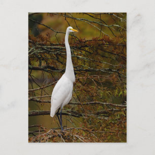 Great White Egret Fall Leaves Briefkaart