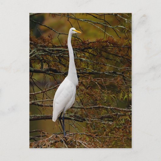 Great White Egret Fall Leaves Briefkaart (Voorkant)