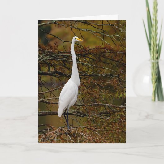 Great White Egret Fall Leaves Wenskaart Kaart (Voorkant)