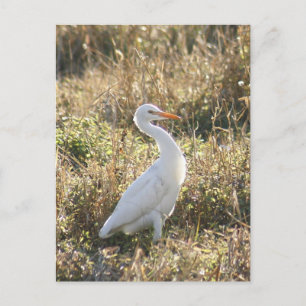Great White Egret Photo Briefkaart