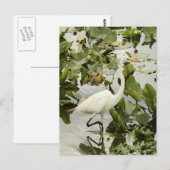 Great White Egret Photo Briefkaart (Voorkant / Achterkant)