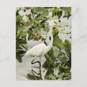 Great White Egret Photo Briefkaart