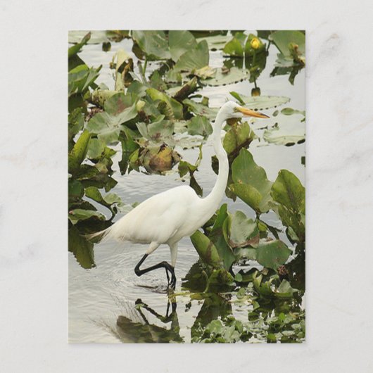 Great White Egret Photo Briefkaart (Voorkant)