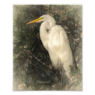 Great White Egret Water Bird Digital Art Painting Foto Afdruk