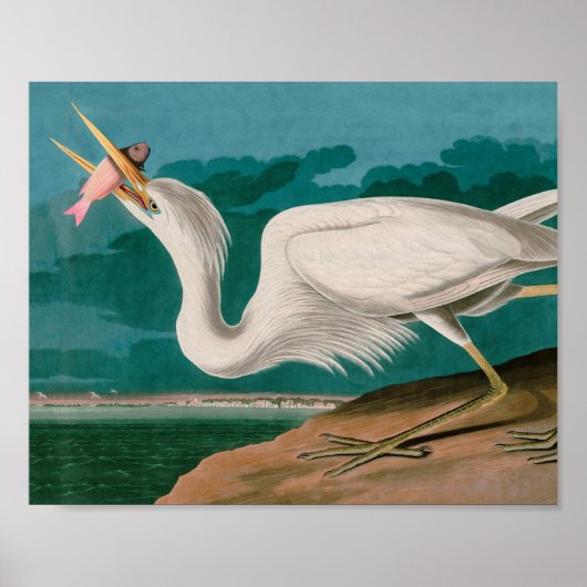 Great White Heron Birds of America Audubon Print (Voorkant)
