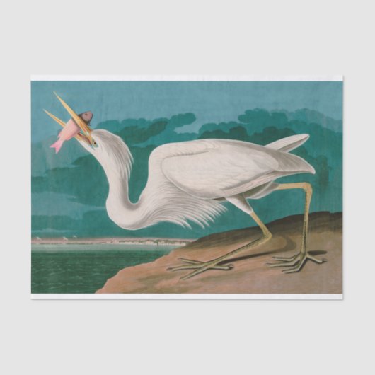 Great White Heron Birds of America Audubon Print Tissuepapier (Voorkant)