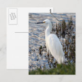 Great White Heron Briefkaart (Voorkant / Achterkant)
