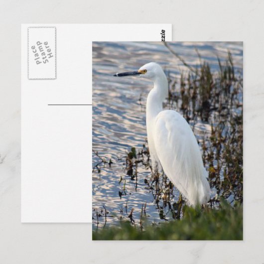 Great White Heron Briefkaart (Voorkant / Achterkant)
