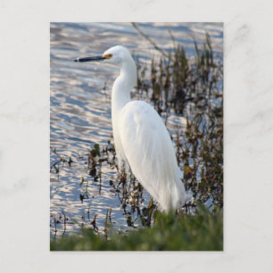 Great White Heron Briefkaart