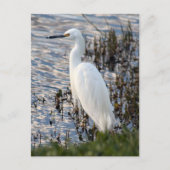 Great White Heron Briefkaart (Voorkant)