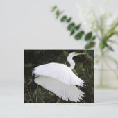 Great White Heron Briefkaart (Staand voorkant)