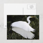 Great White Heron Briefkaart (Voorkant / Achterkant)