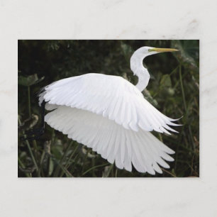 Great White Heron Briefkaart