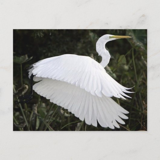 Great White Heron Briefkaart (Voorkant)