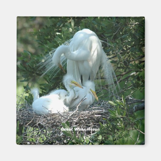 Great White Heron Magneet (Voorkant)