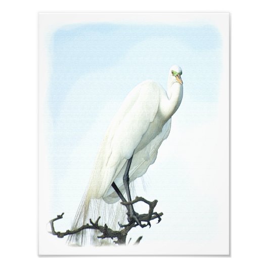 Great White Heron Portrait Foto Afdruk (Voorkant)