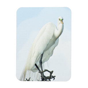 Great White Heron Portrait Magneet